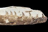 Fossil Mosasaur (Tethysaurus) Jaw Section - Goulmima, Morocco #107090-1